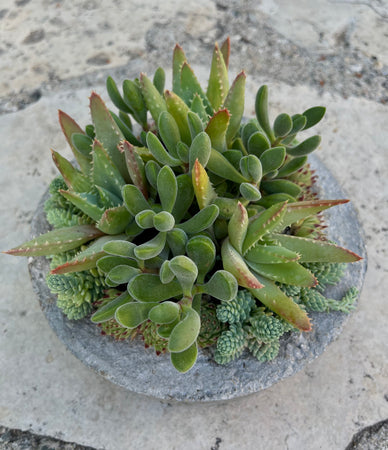 Circle Succulent #501