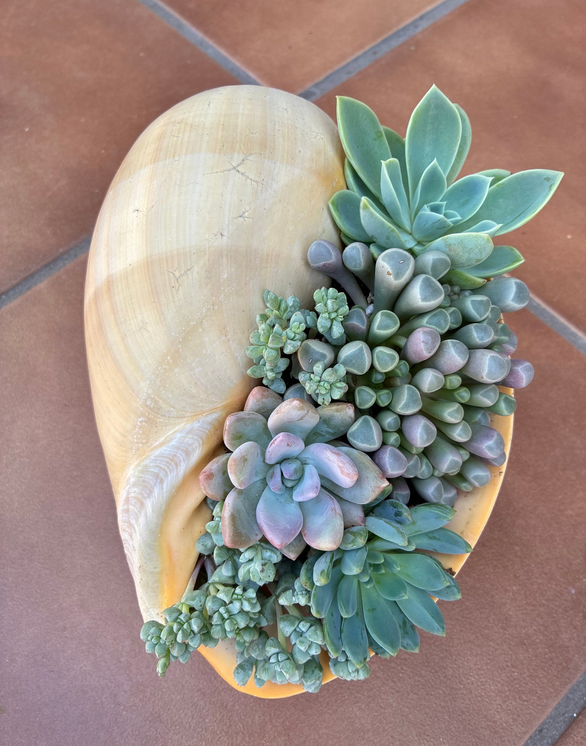 Seashell Succulent 