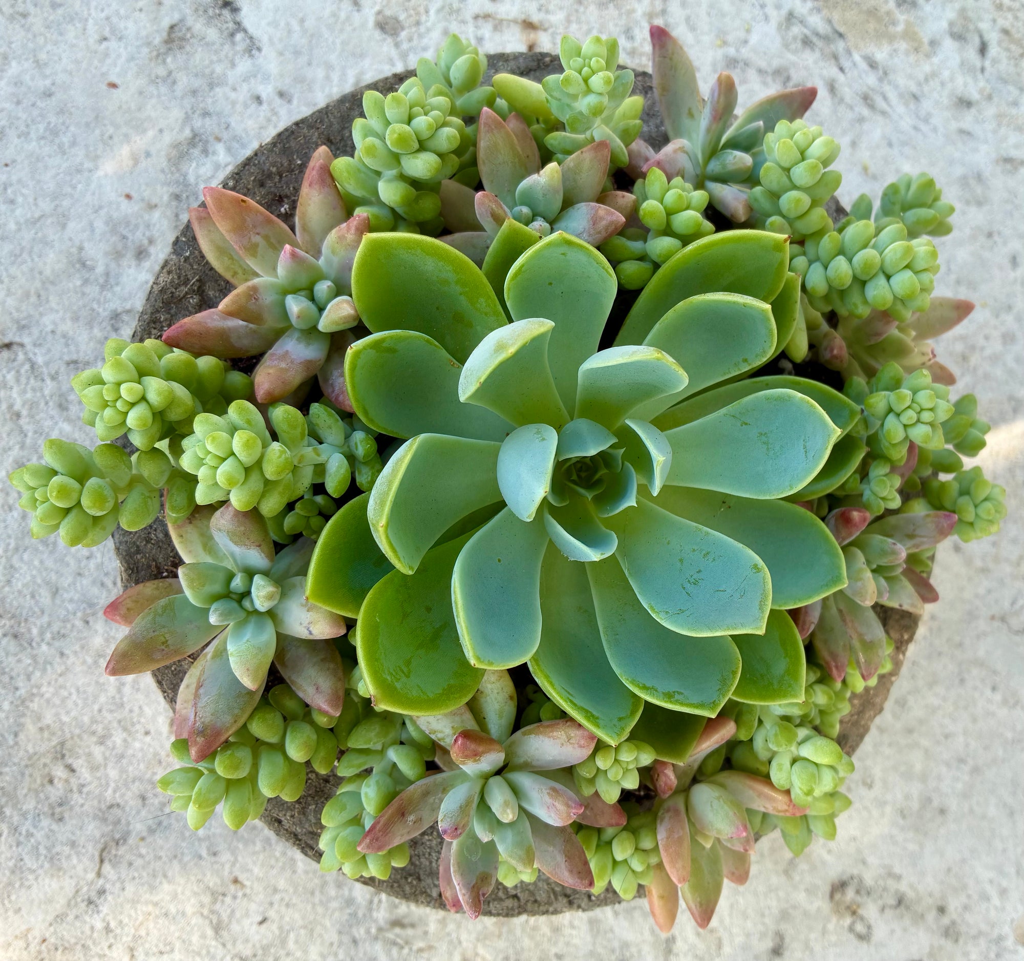 Circle Succulent 