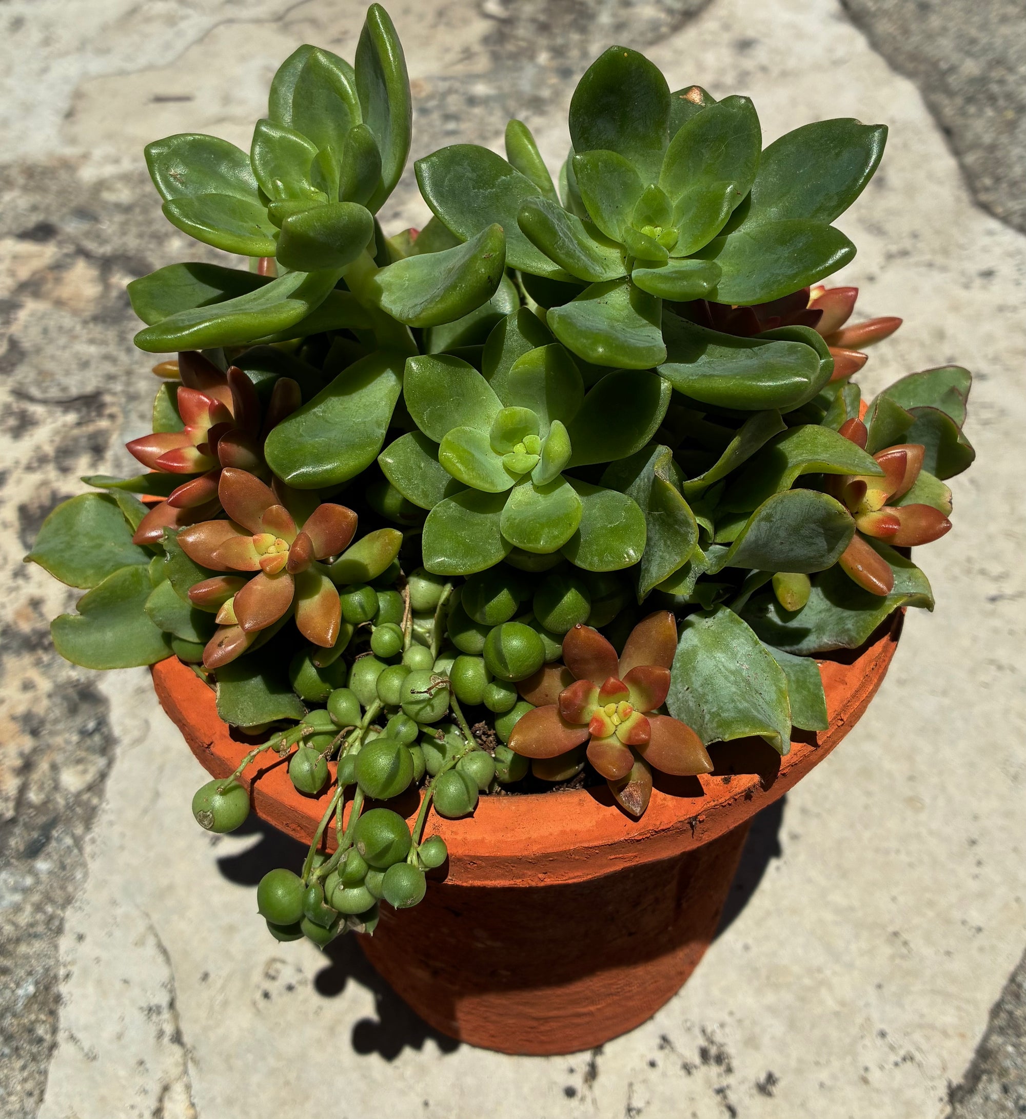 Terracotta Succulent 