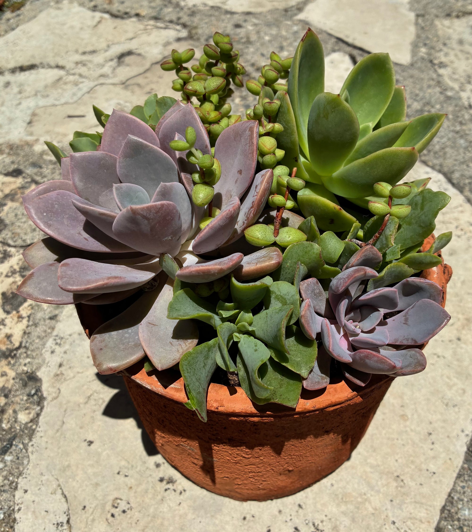 Terracotta Succulent 