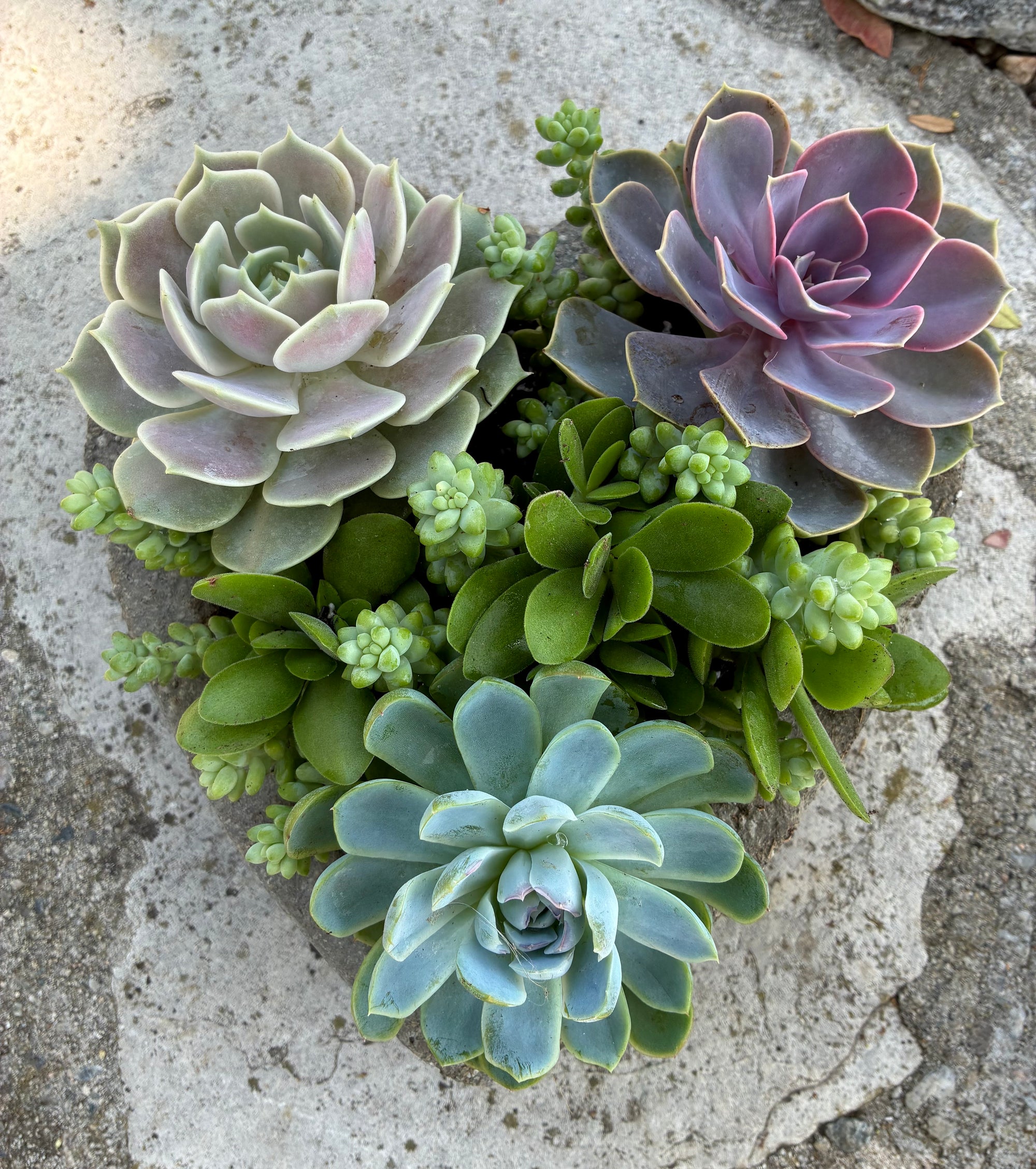 Large Heart Succulent 