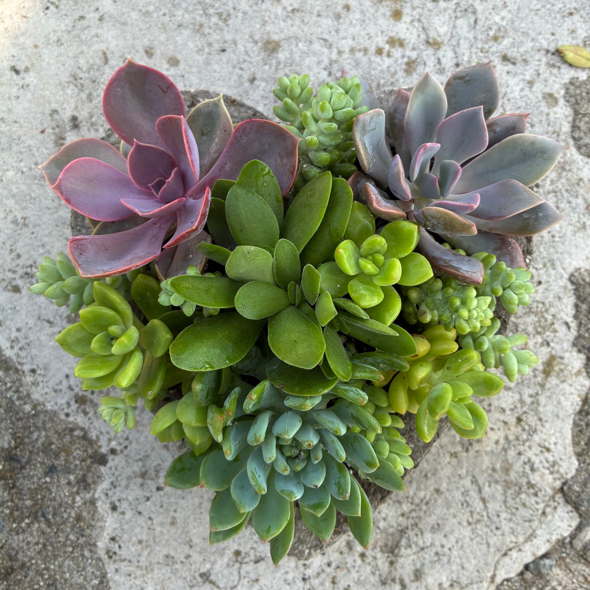 Small Heart Succulent 