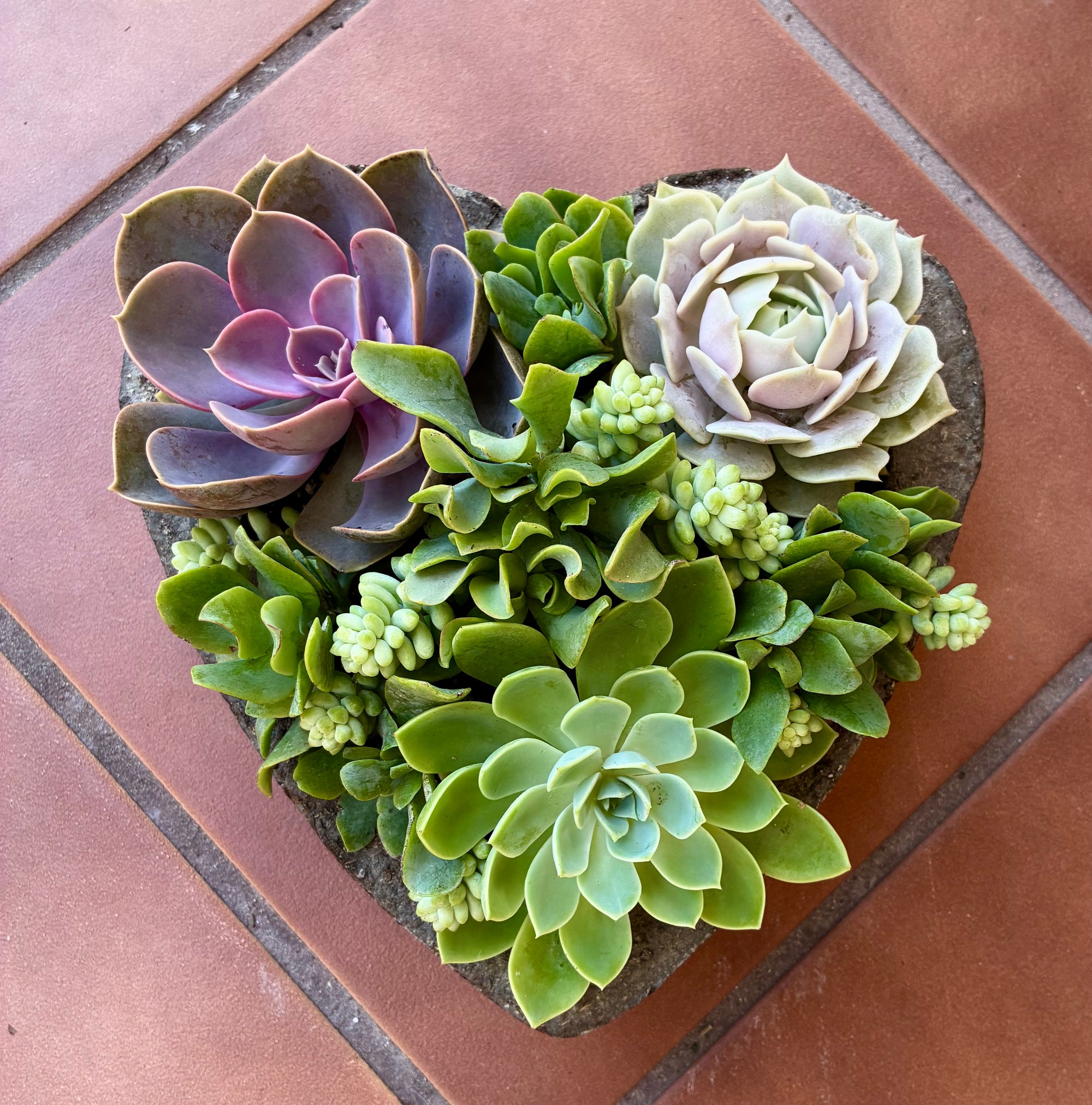 Large Heart Succulent 