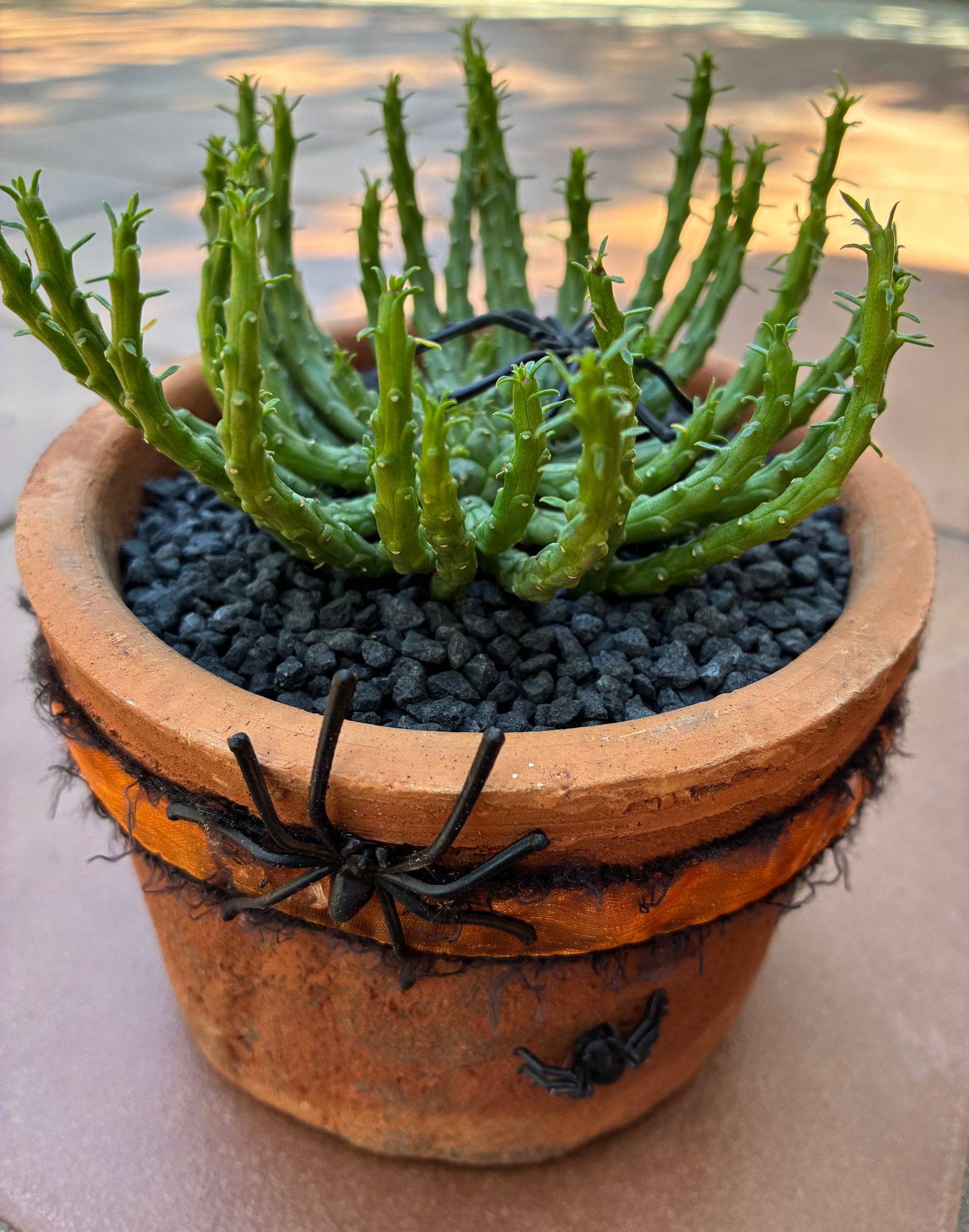 Halloween Succulent 