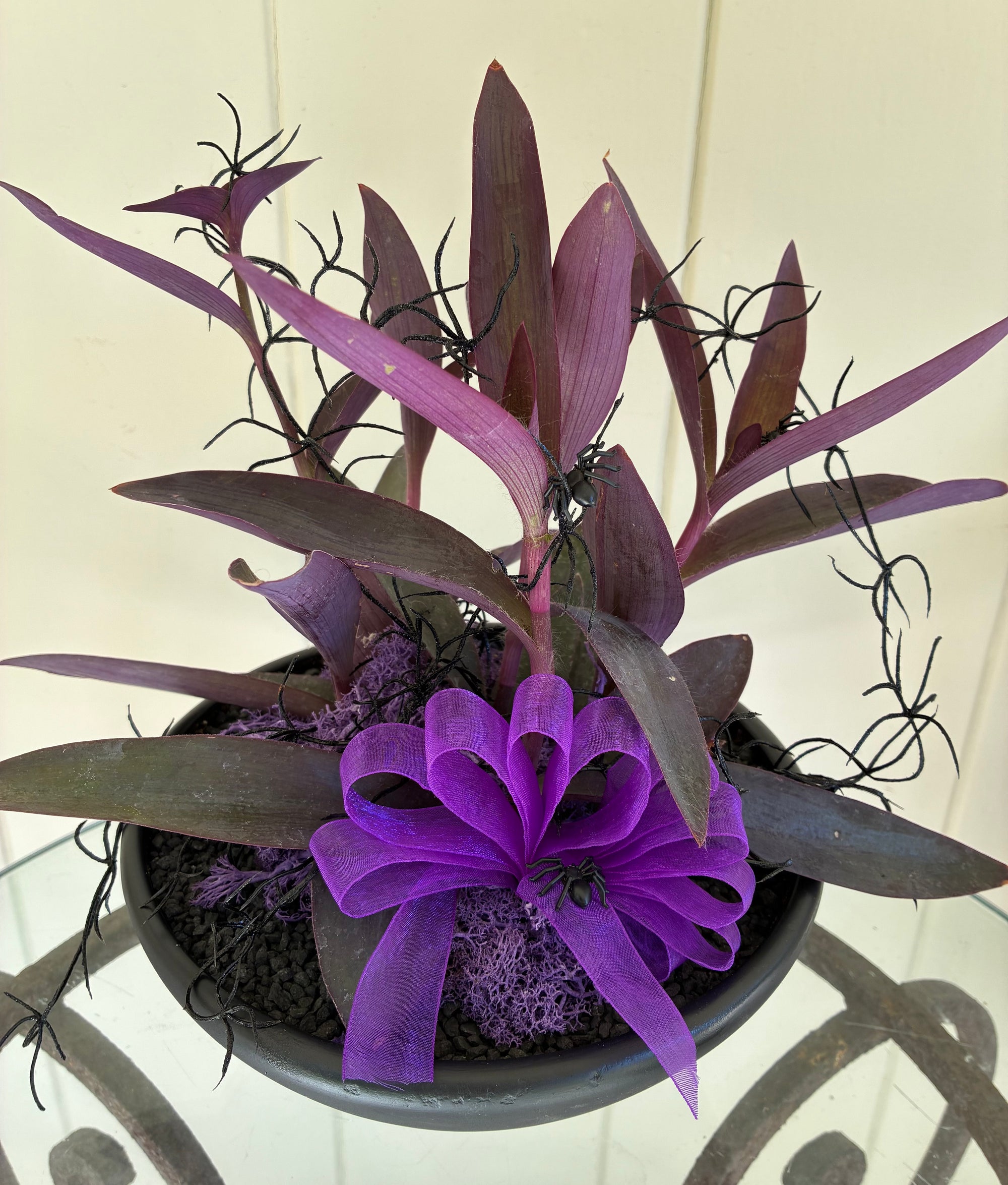 Halloween Succulent 