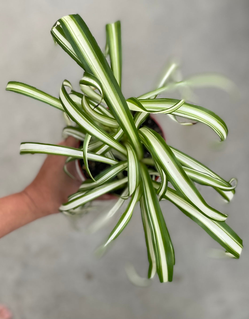 Chlorophytum Variegated Spider Plant - Good Morning Cactus